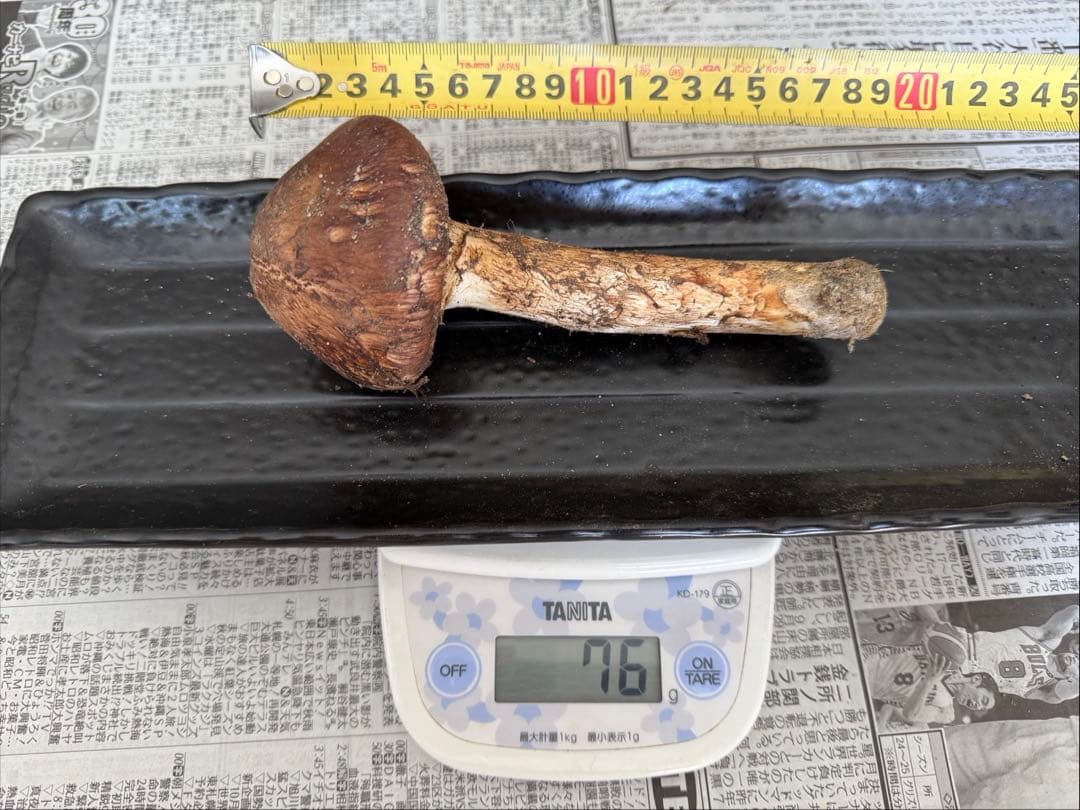 松茸　北海道　500g 訳あり　⑥　国産