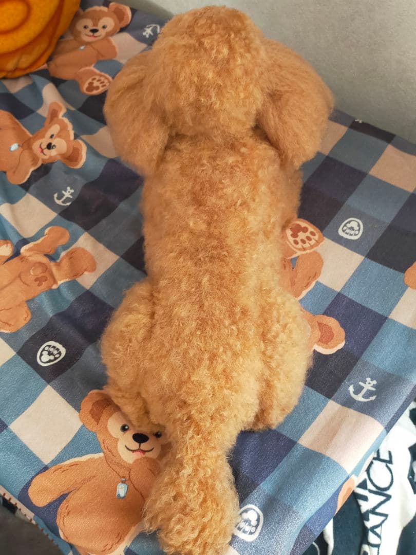 カズオーダー♡実物大