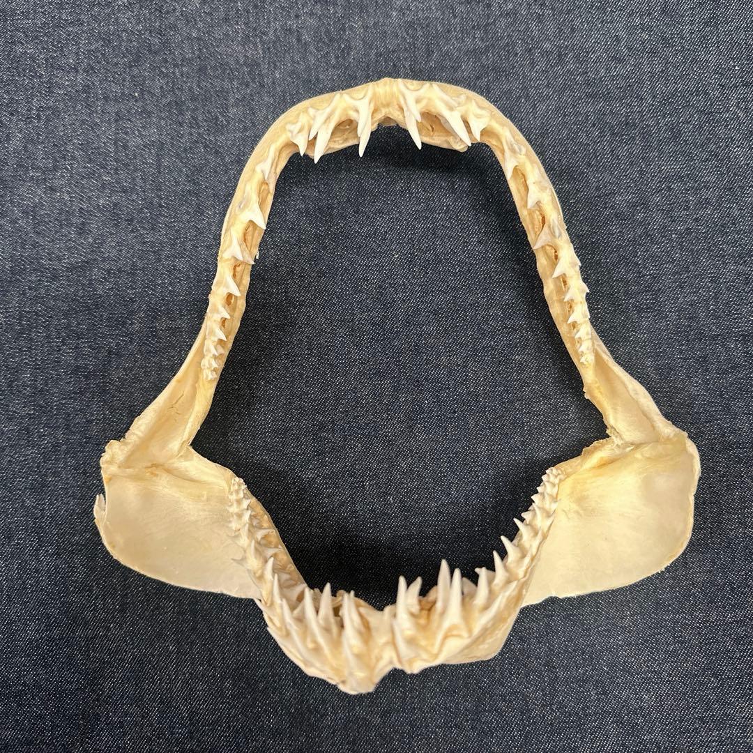 【希少】アオザメ顎骨標本/マコシャーク Mako Shark