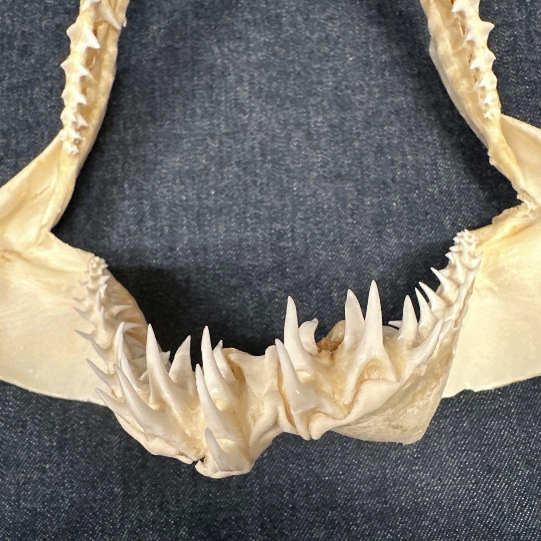 【希少】アオザメ顎骨標本/マコシャーク Mako Shark