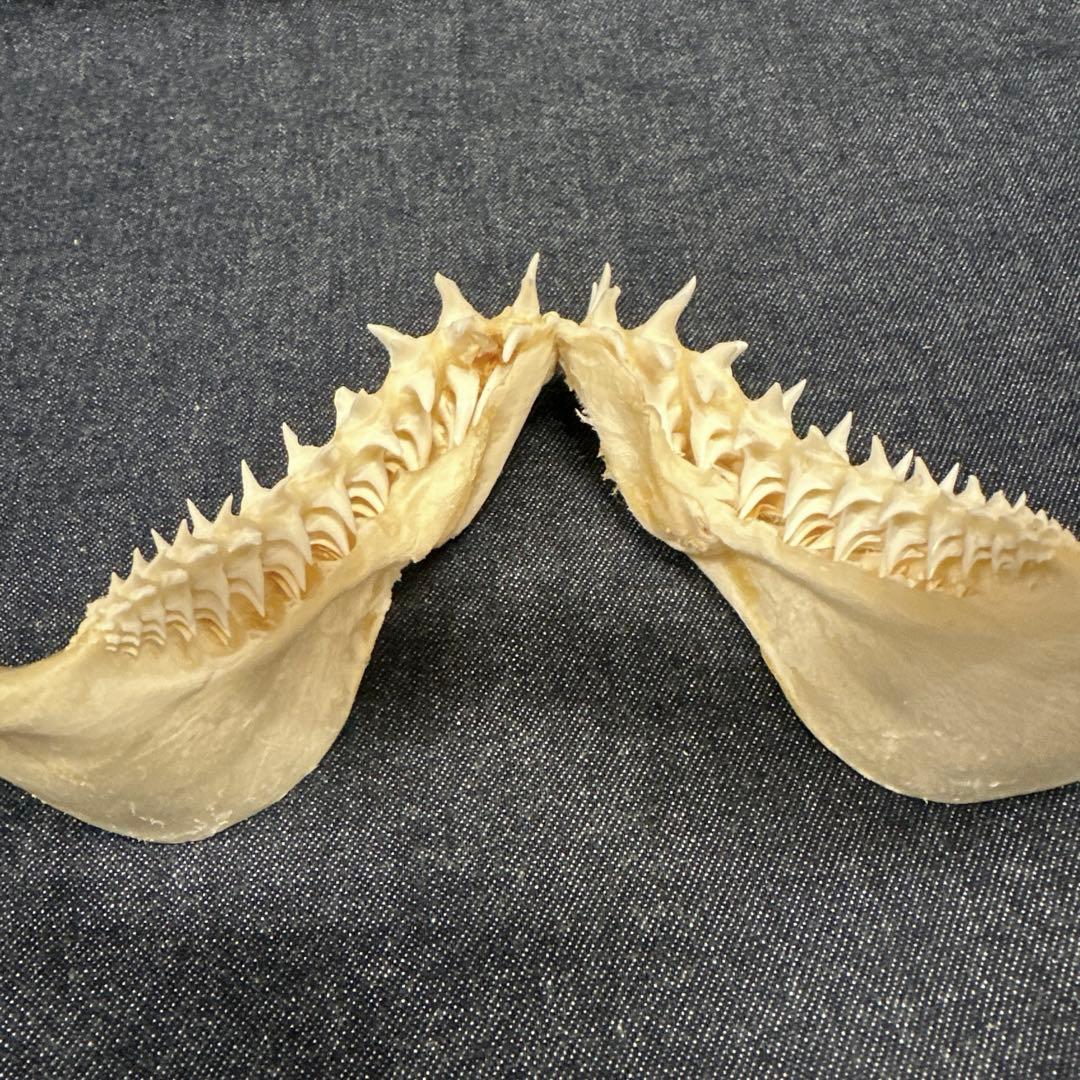 【希少】アオザメ顎骨標本/マコシャーク Mako Shark