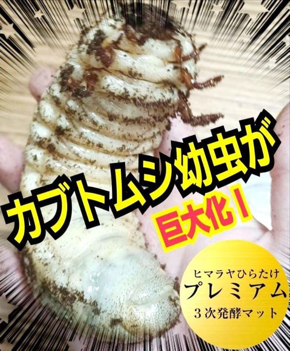 ギネスサイズ実績！特選プレミアム3次発酵カブトムシマット【6袋】特殊アミノ酸配合