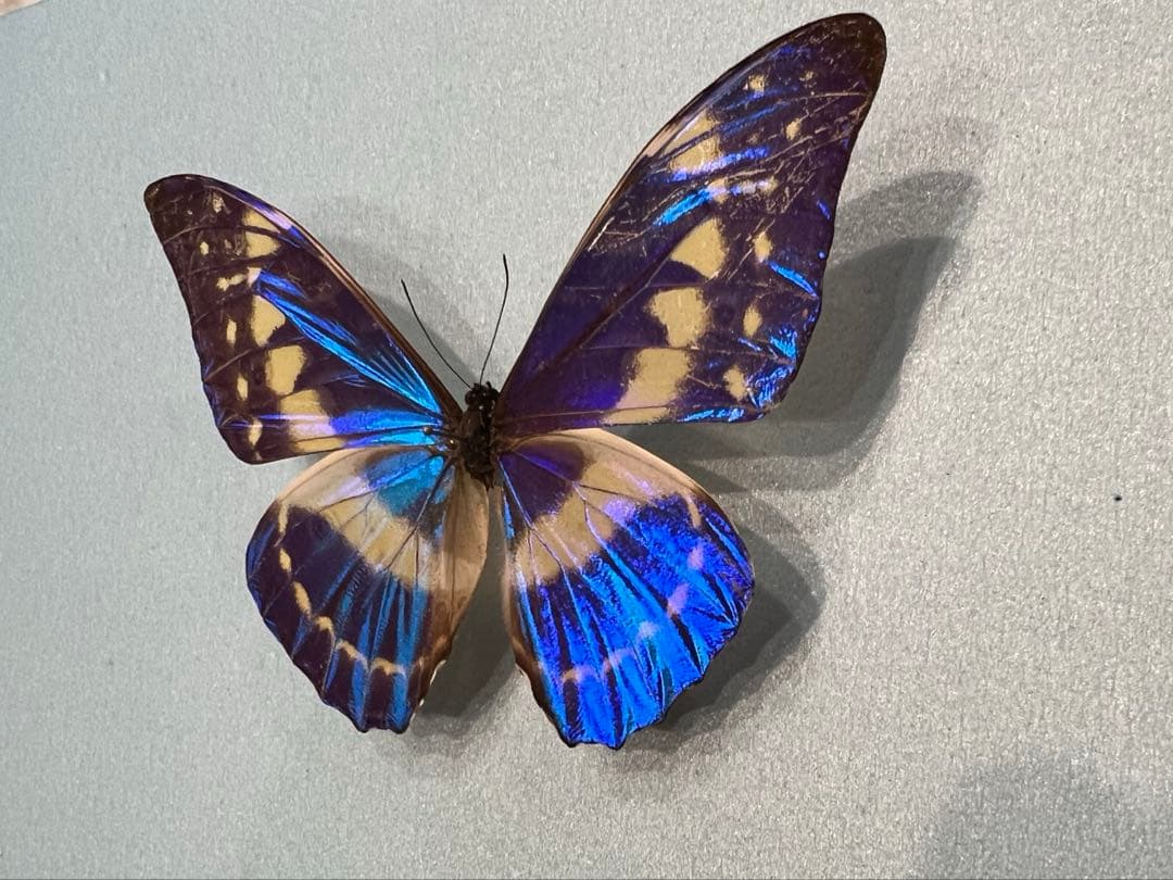 キプリスモルフォ！標本！2