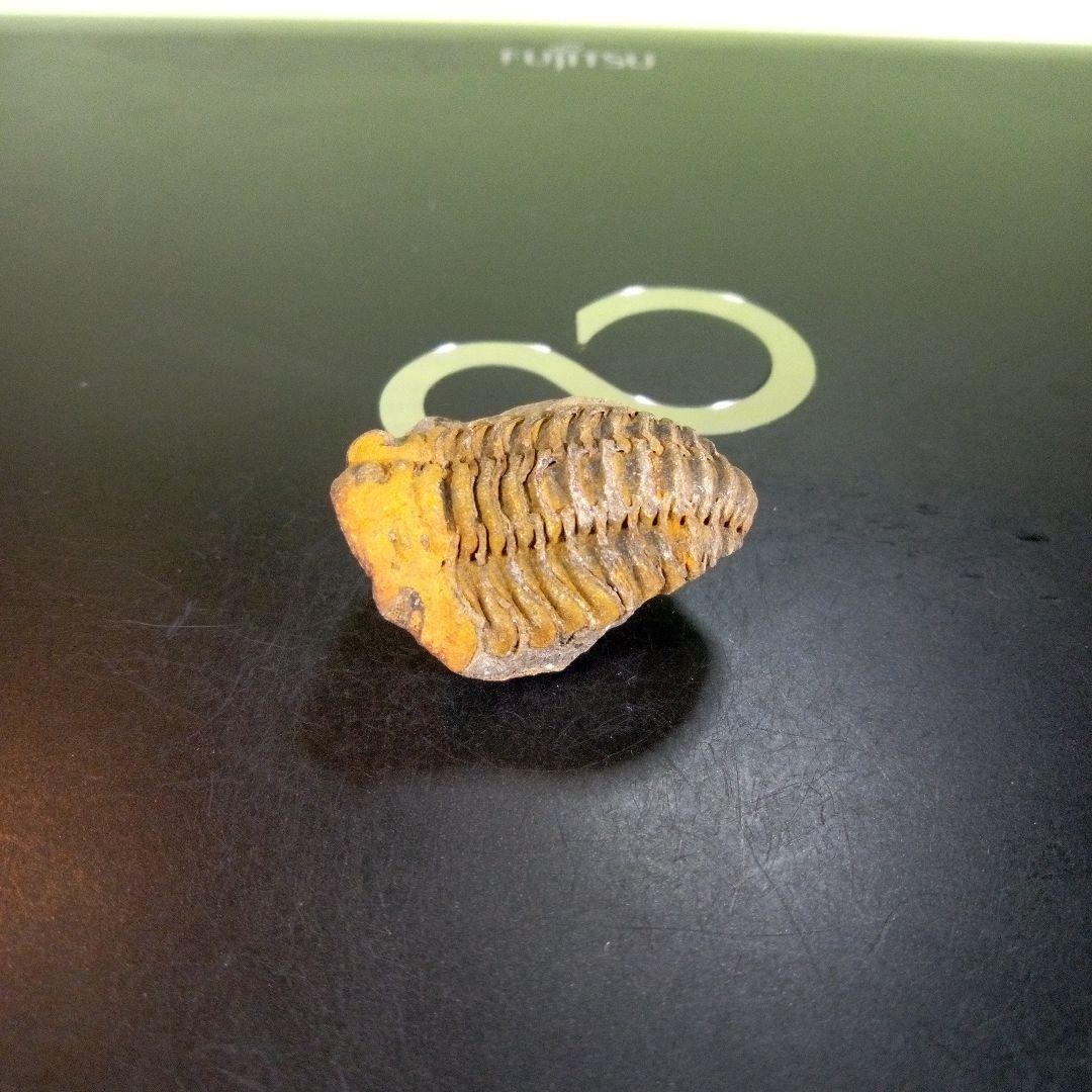 三葉虫　化石　fossil　ボリビア産　trilobite　Bolivia化石④