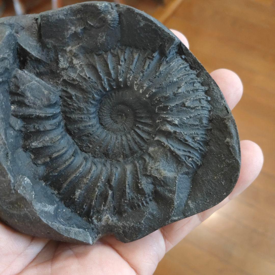 #655 アンモナイト