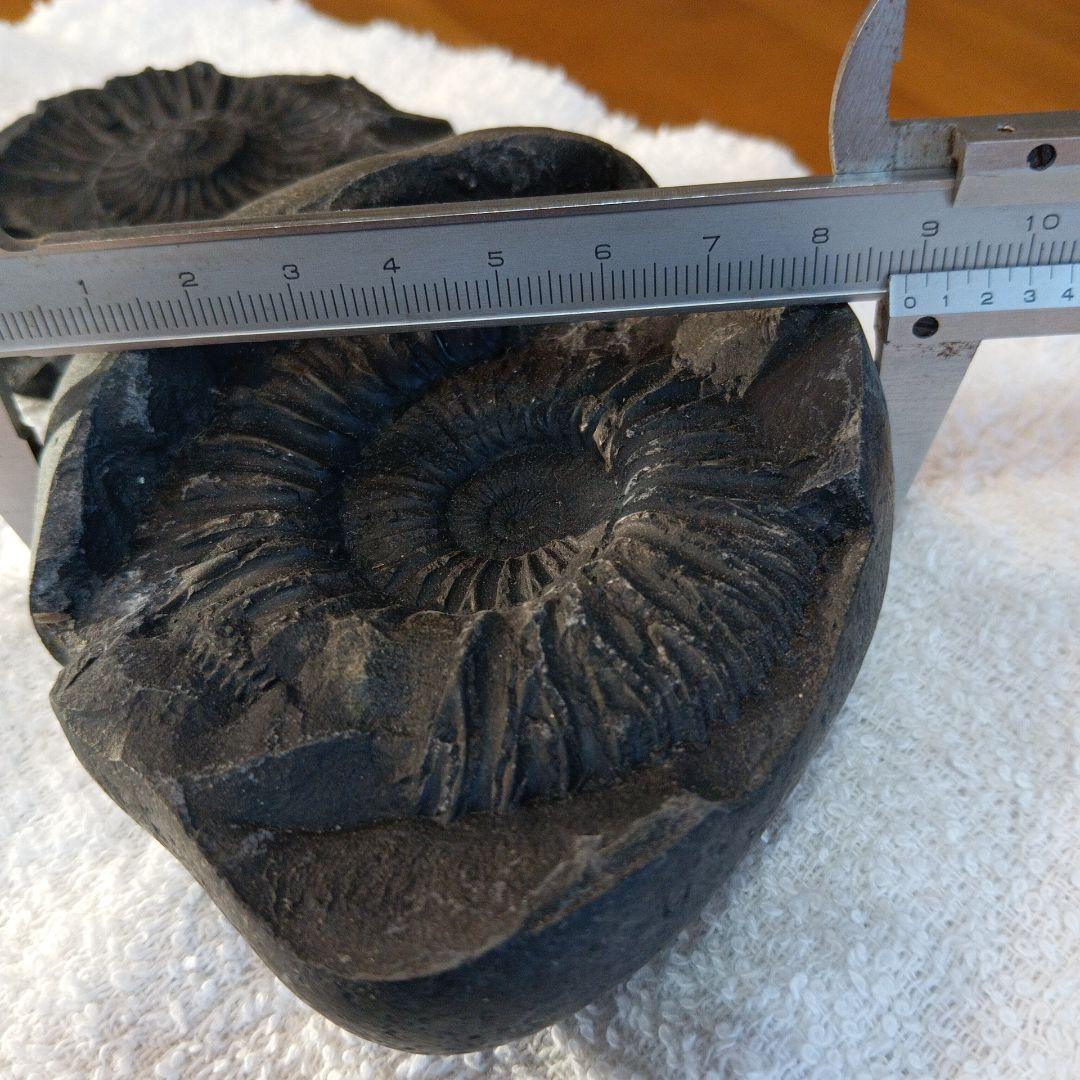 #655 アンモナイト