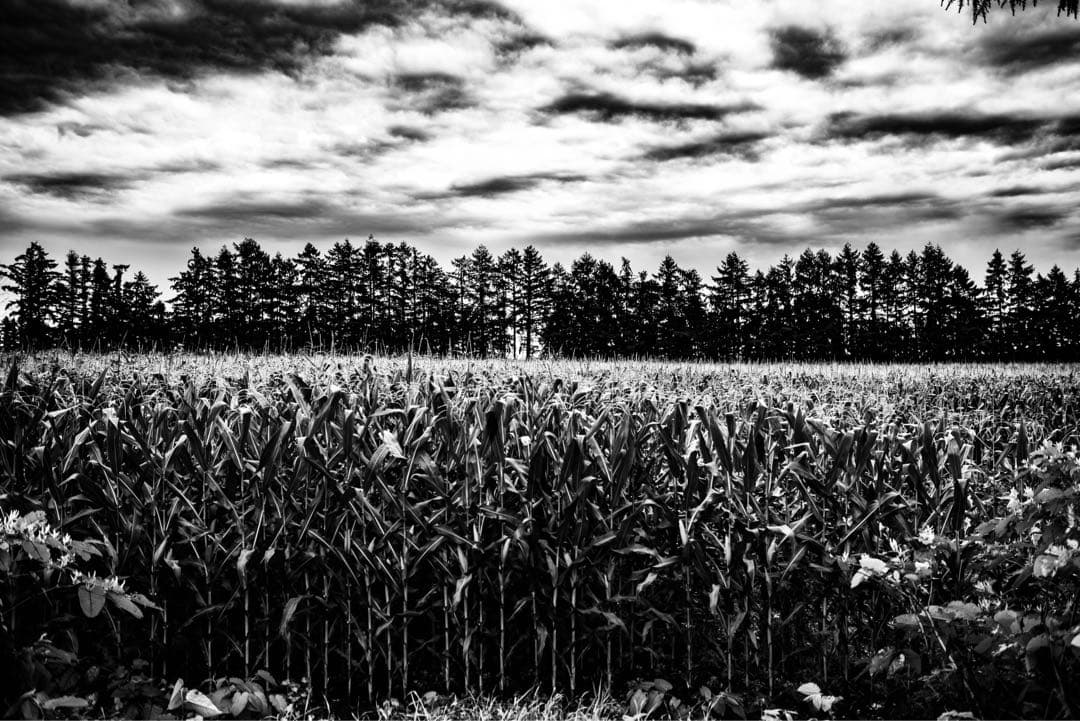 SIGMA 35mm F1.4 DG HSM Art PENTAX Kマウント