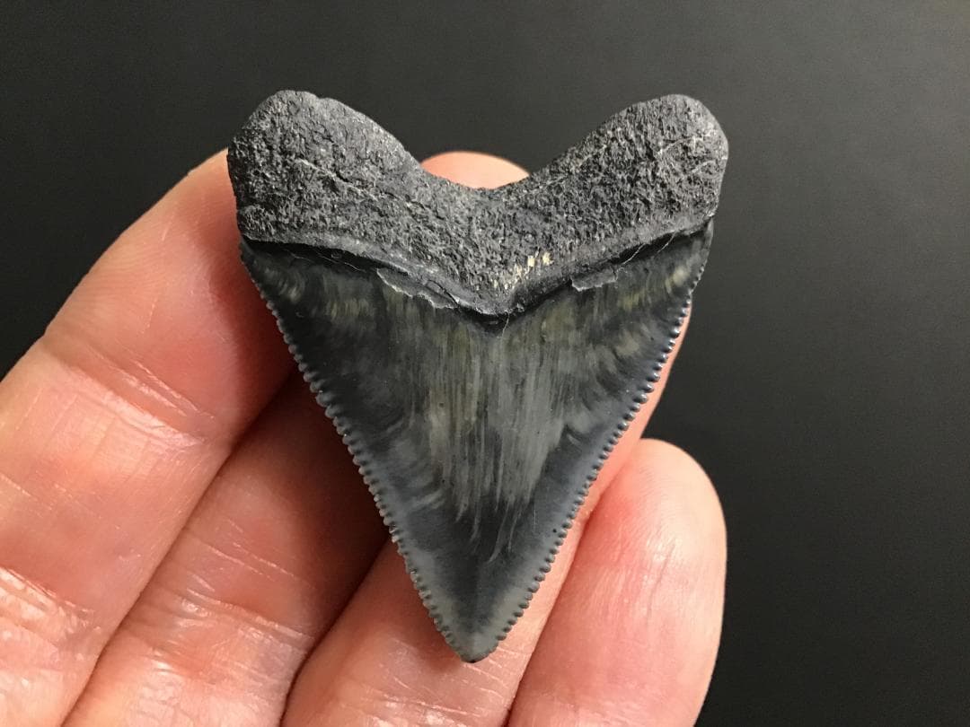 メガロドンの歯 [MG143] 超希少