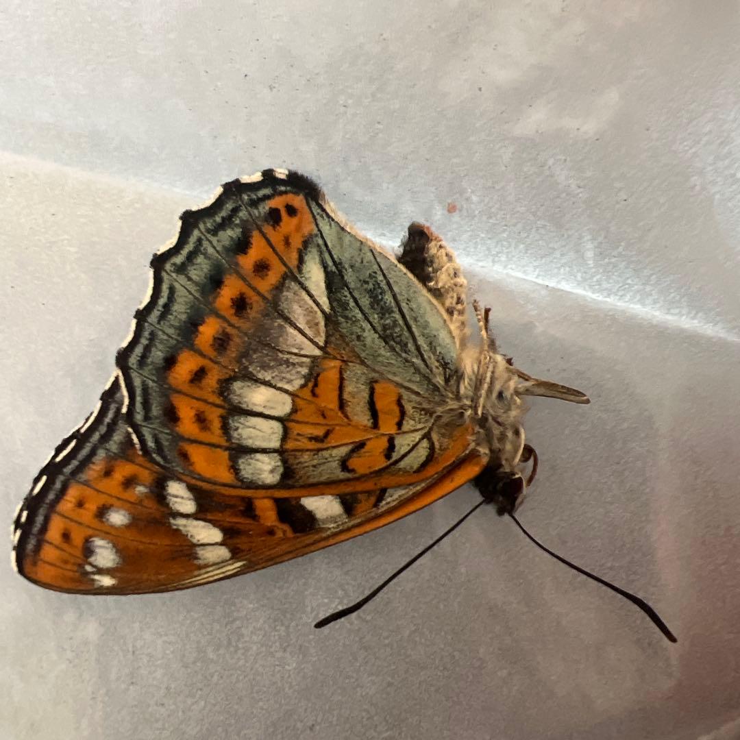 オオイチモンジ　モンゴル産　10頭セット