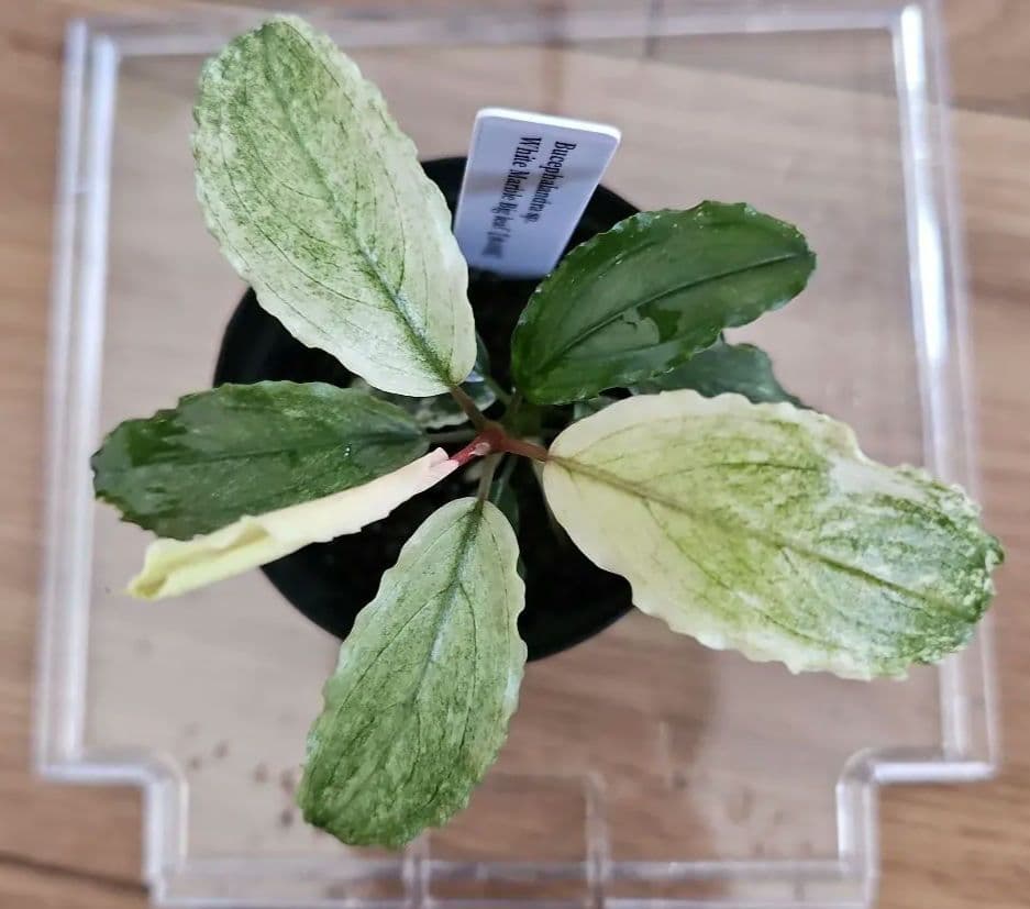 水草 Bucephalandra sp. White Marble Big leaf