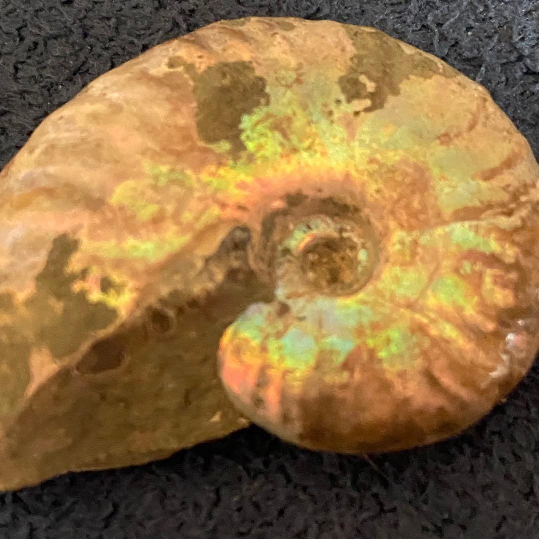 アンモナイト オパール化 一部メノウ化 マダガスカル産