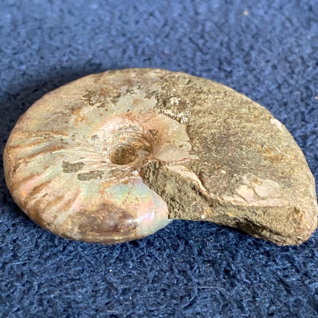 アンモナイト オパール化 一部メノウ化 マダガスカル産