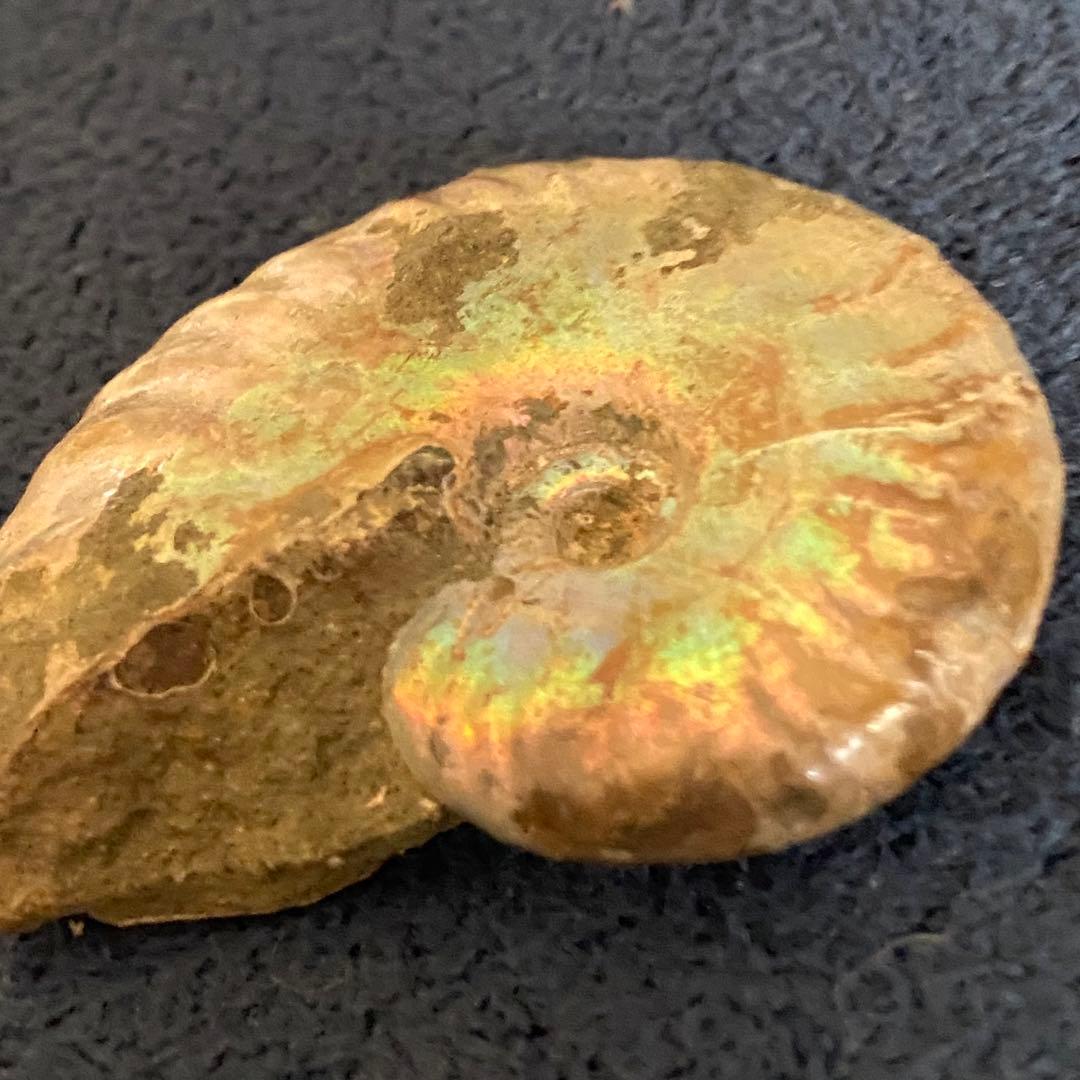 アンモナイト オパール化 一部メノウ化 マダガスカル産