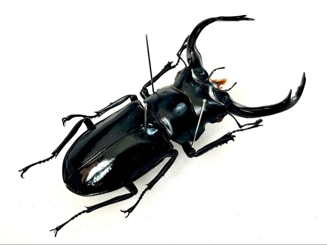 ウエストウッディオオシカクワガタ　77mm 標本