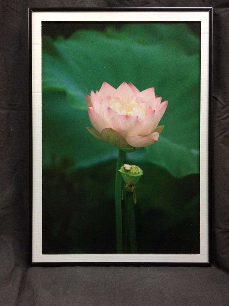 華 / 睡蓮  村山ヒデカズ オリジナルオリジナルプリント 17/3_3