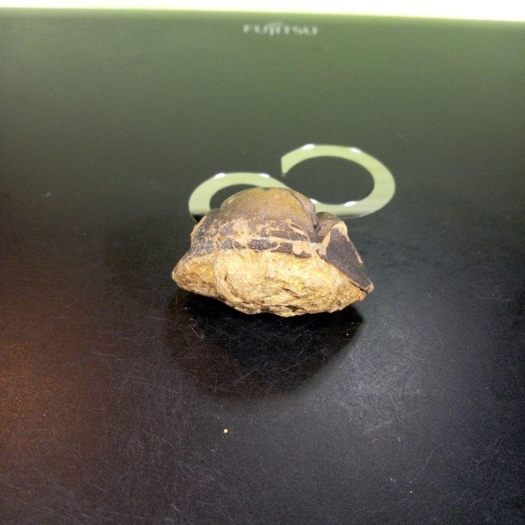 三葉虫　化石　fossil　ボリビア　trilobite　海生動物　三葉虫識別⑩