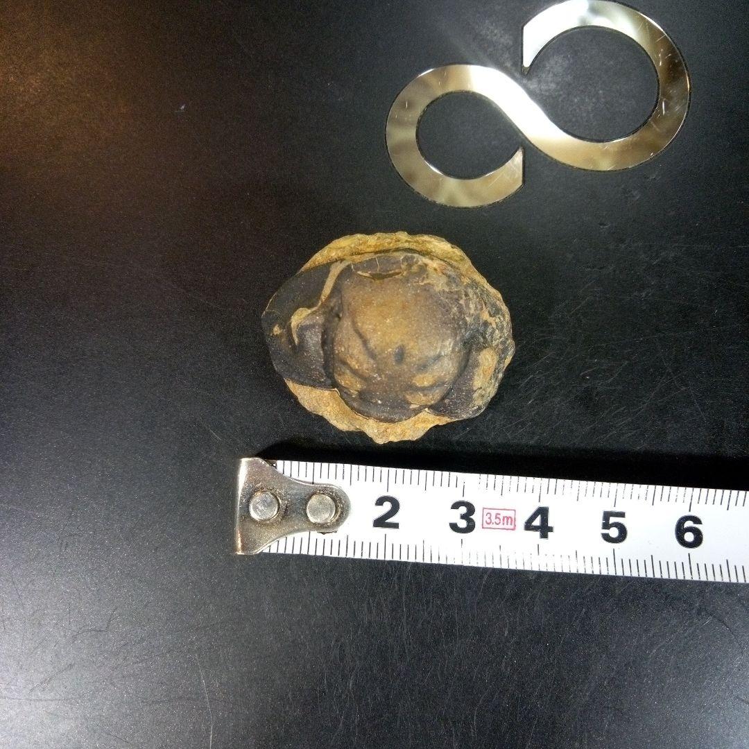 三葉虫　化石　fossil　ボリビア　trilobite　海生動物　三葉虫識別⑩