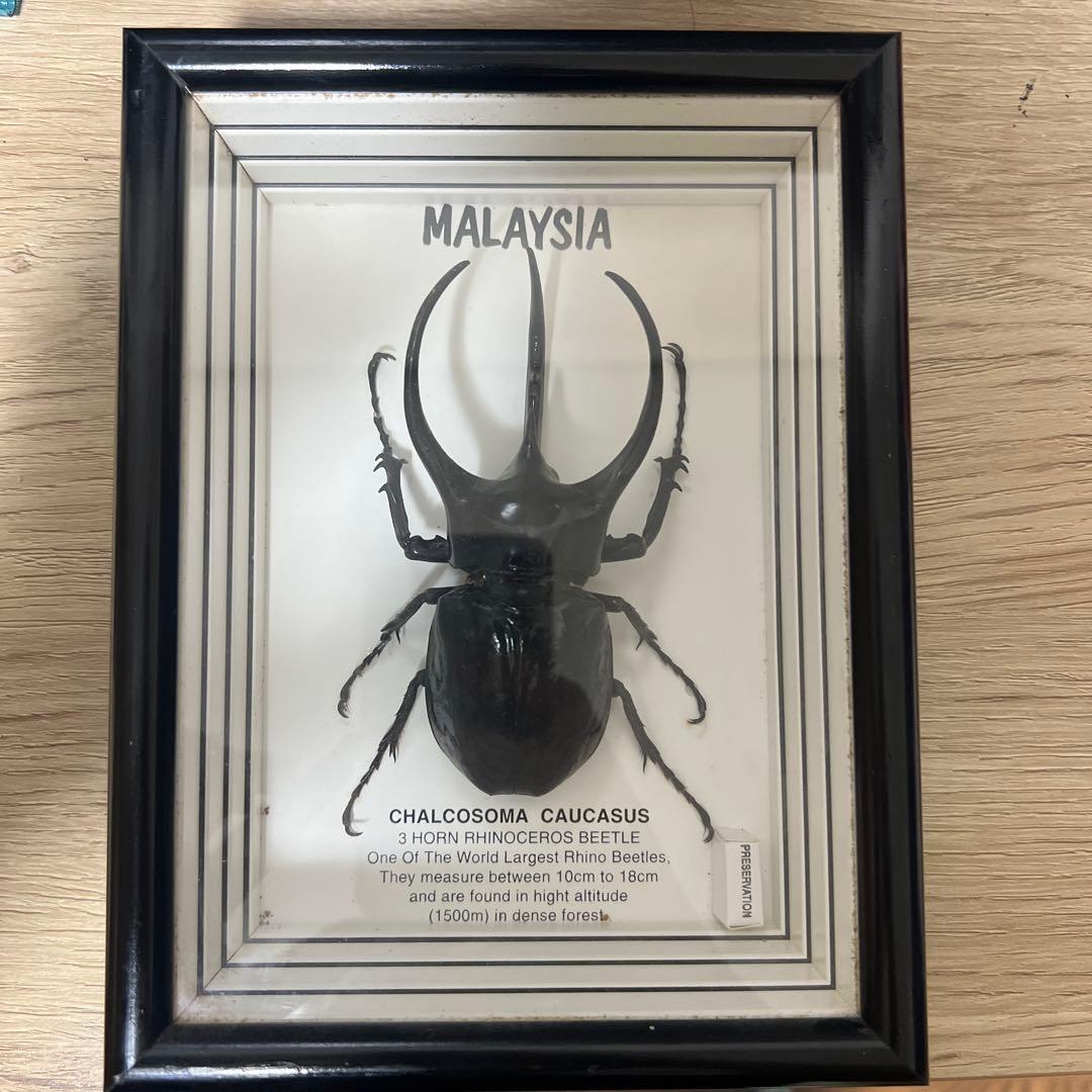 玲*華様 コーカサスオオカブト標本