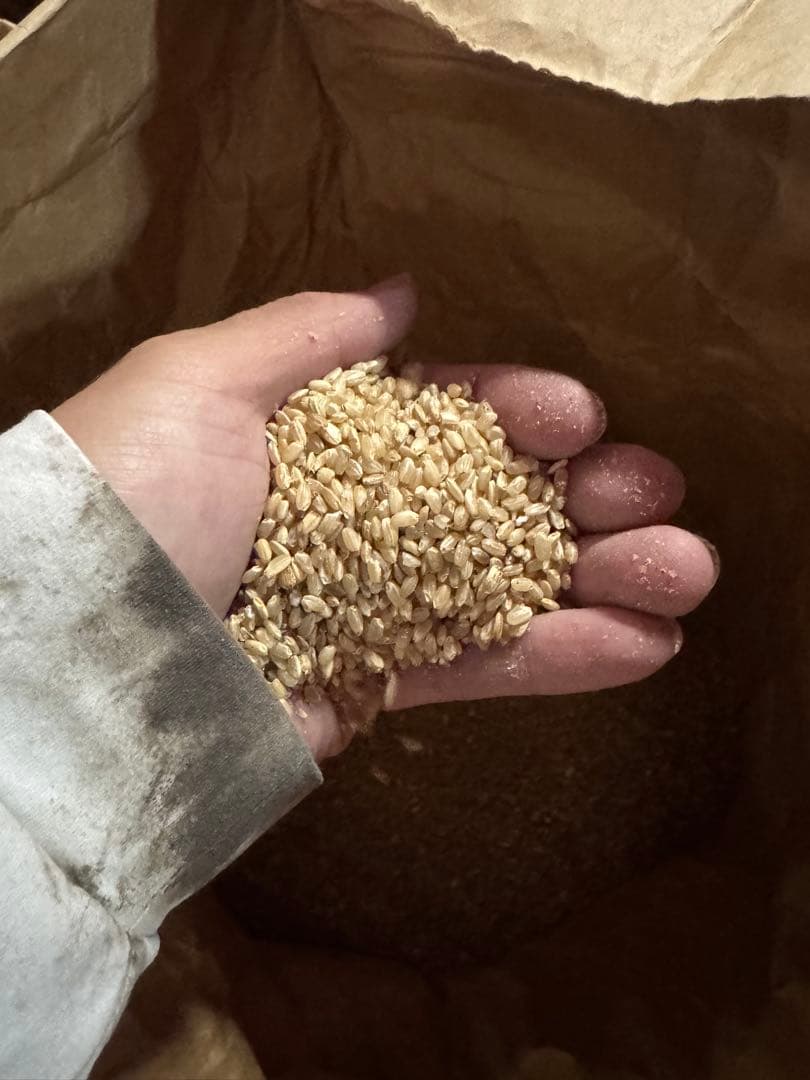 自然栽培米コシヒカリ　未熟米　いりこ　くず米　飼料用 20kg