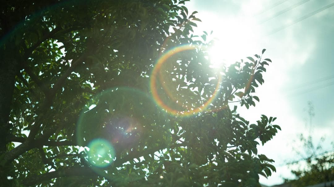 【オールドレンズ】Super Takumar 55mm f1.8 後期