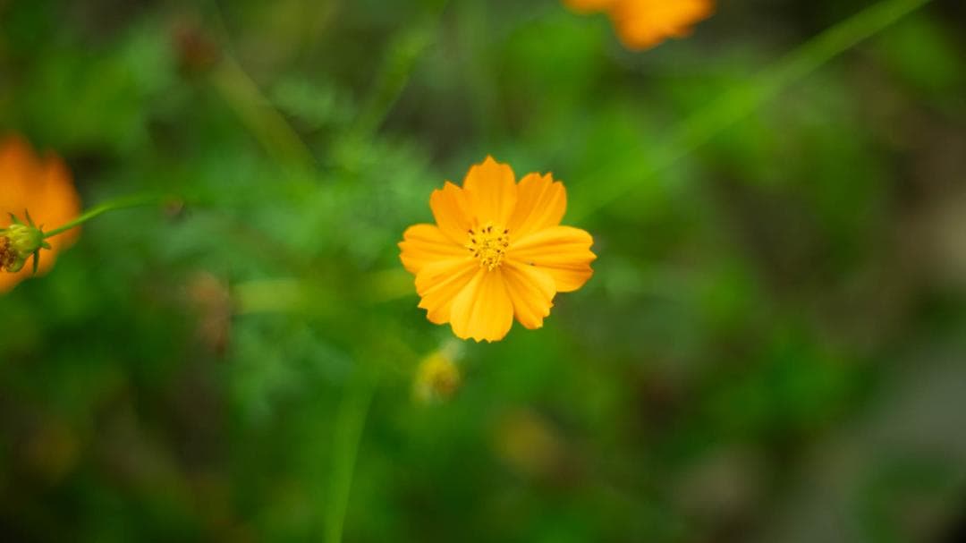 【オールドレンズ】Super Takumar 55mm f1.8 後期