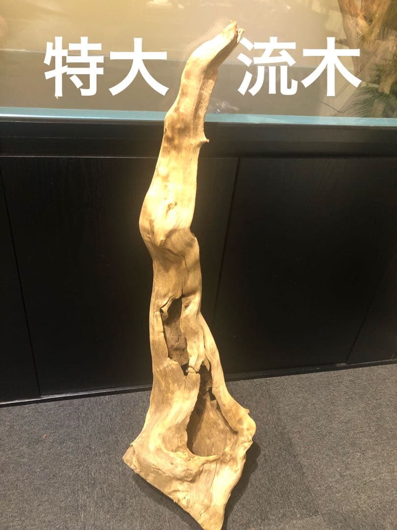 特大流木 水槽用レイアウト用品　現在交渉中