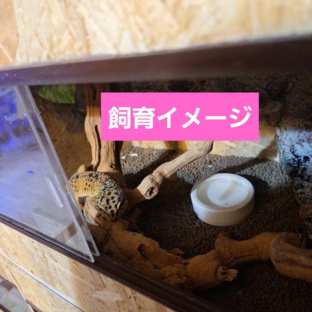 機能充実！OSB木製ケージ(未使用)②