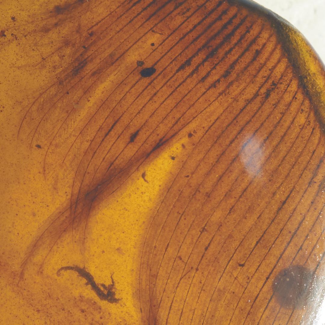 レア極上品 PA0078虫入り琥珀化石　ミャンマーカムティかタナイ9900万年前