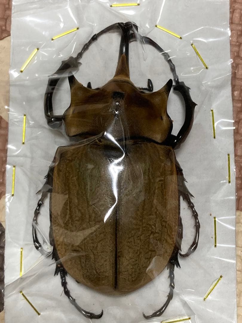 標本イイジマゾウカブトWD
