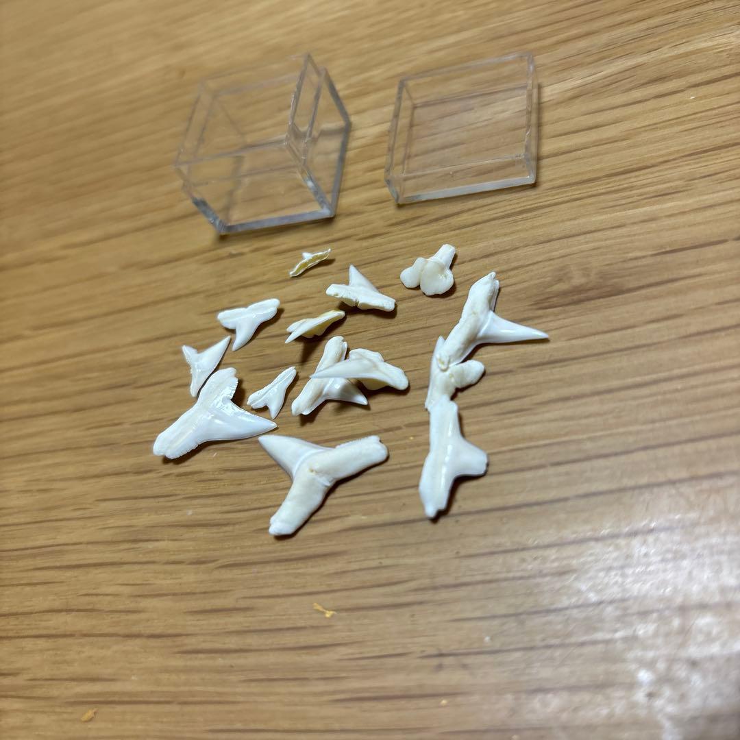 サメの歯　インテリア　コレクション　まとめ売り