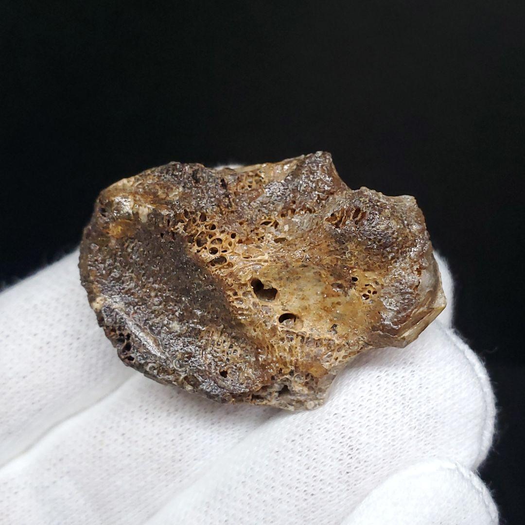 希少 アンハングエラ 化石 手根骨 恐竜 本物  38.54mm fr71