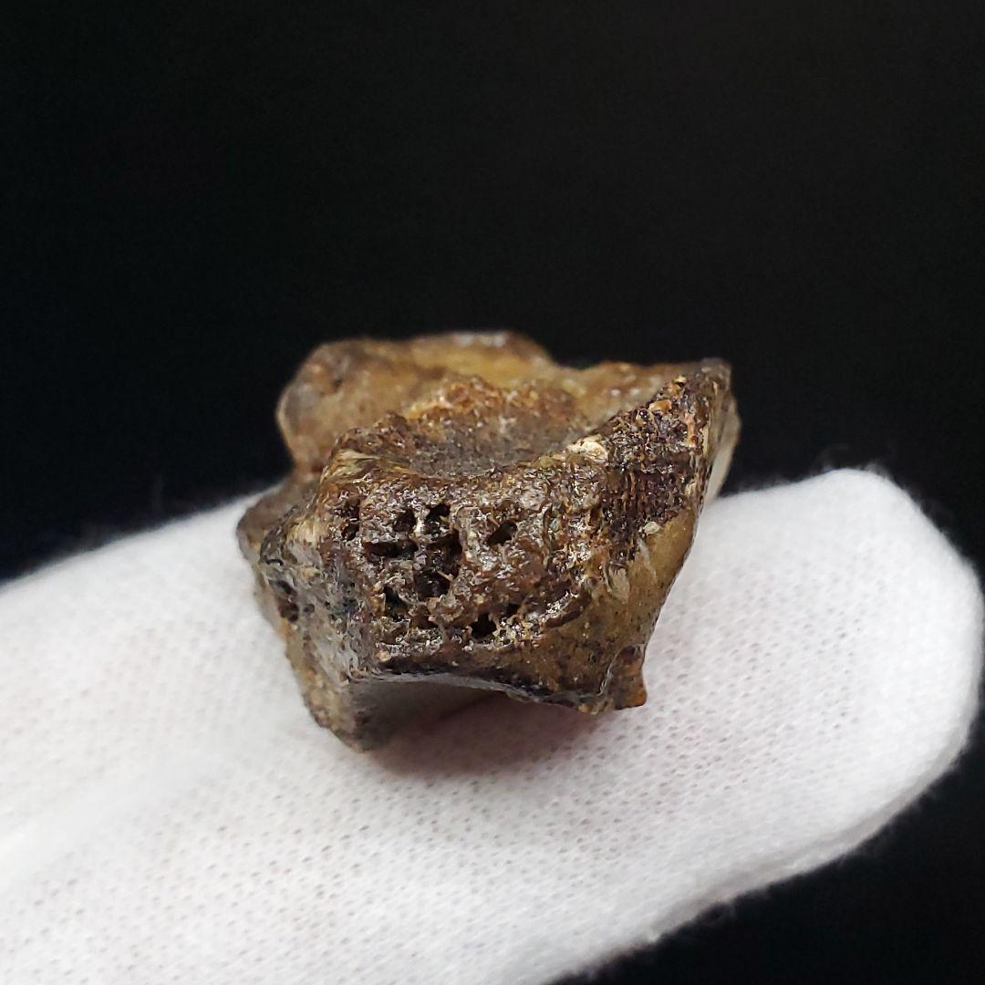 希少 アンハングエラ 化石 手根骨 恐竜 本物  38.54mm fr71