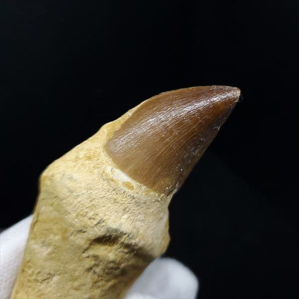 美品 歯根付き モササウルス 化石 本物 モロッコ産 80.09mm mos8