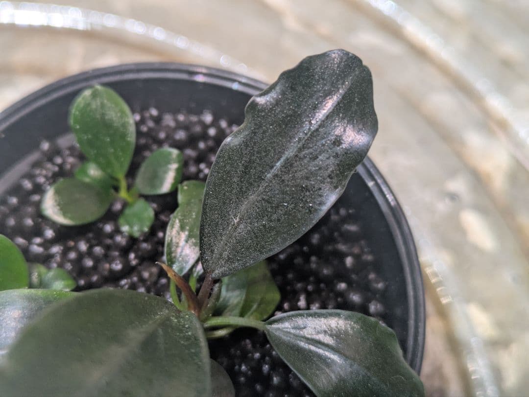 2HR Plantsworks A.K.　 sp.Dark gray