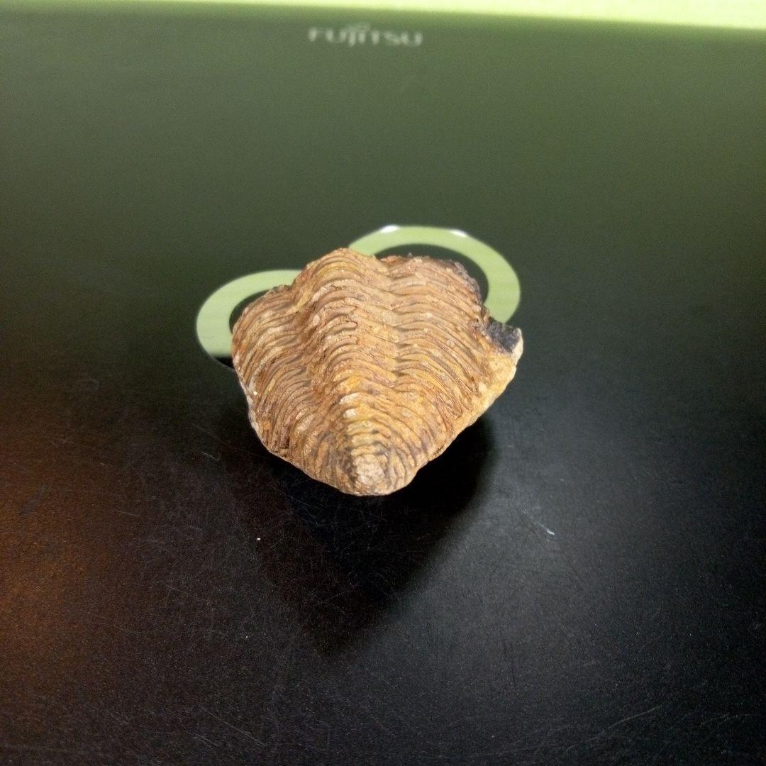 三葉虫　化石　fossil　ボリビア産　trilobite　海生動物識別②