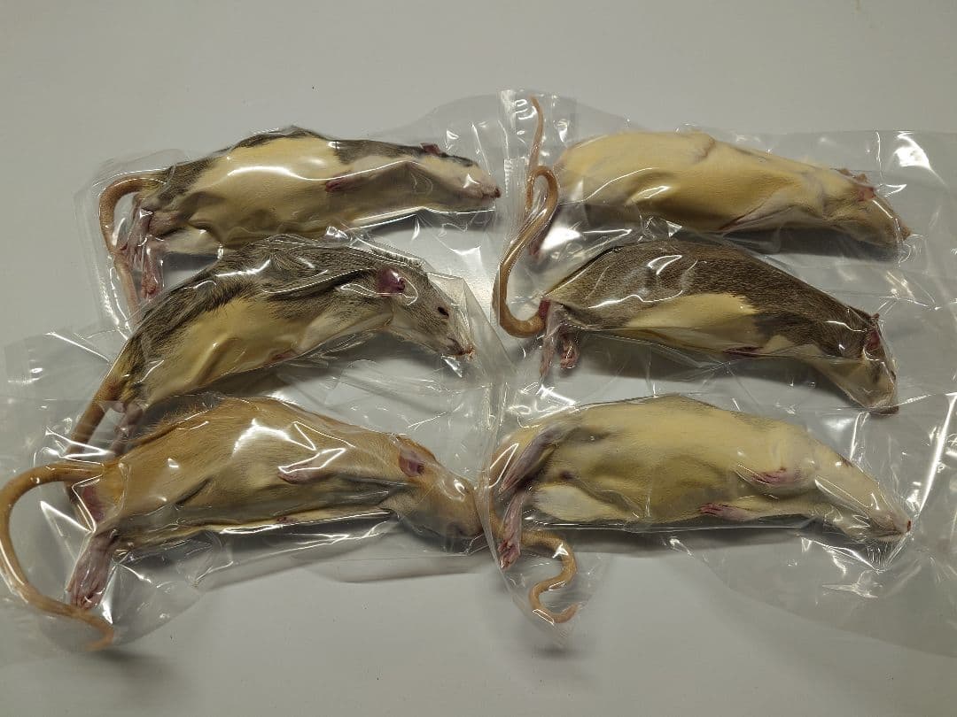 個包装 冷凍ラット 30匹セット 100~130g