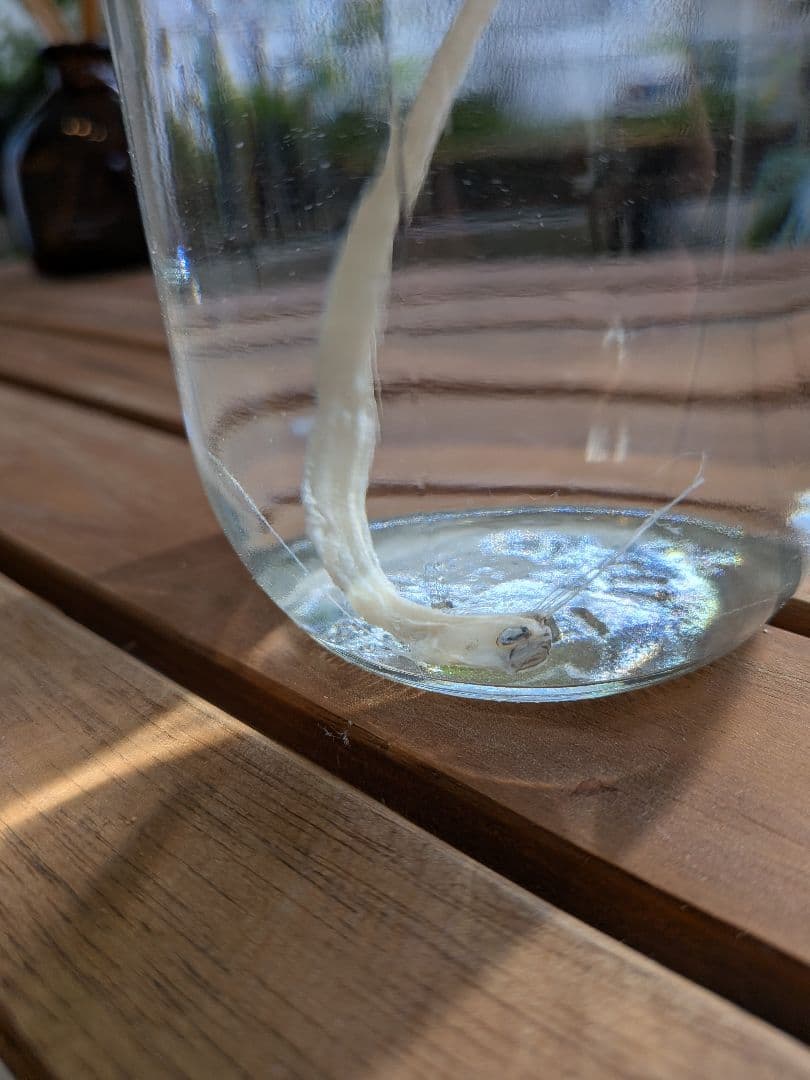 【激レア深海魚】リュウグウノツカイ幼魚 液浸標本