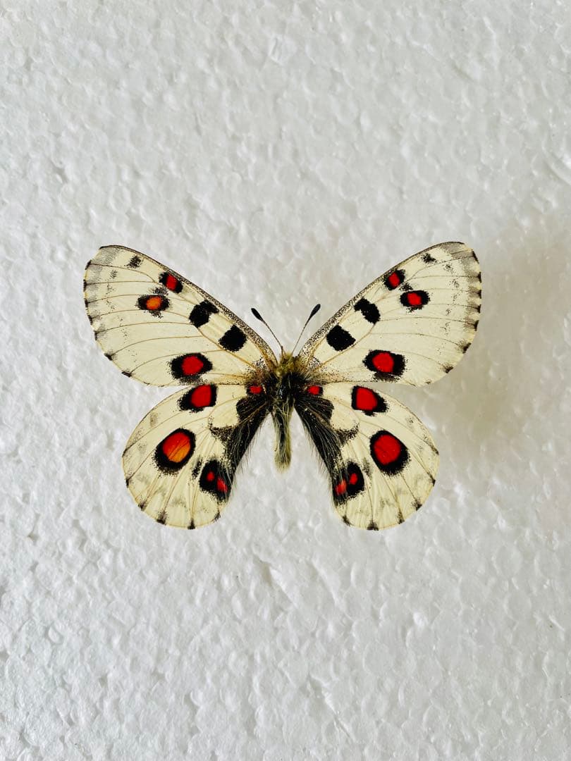 パルナシウス・ノミオン（中国青海省共和、メス）