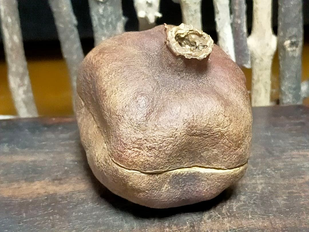 ♥荒川武夫　柘榴　香合　共箱付き　ザクロ　水月窯　荒川豊蔵　骨董　古玩