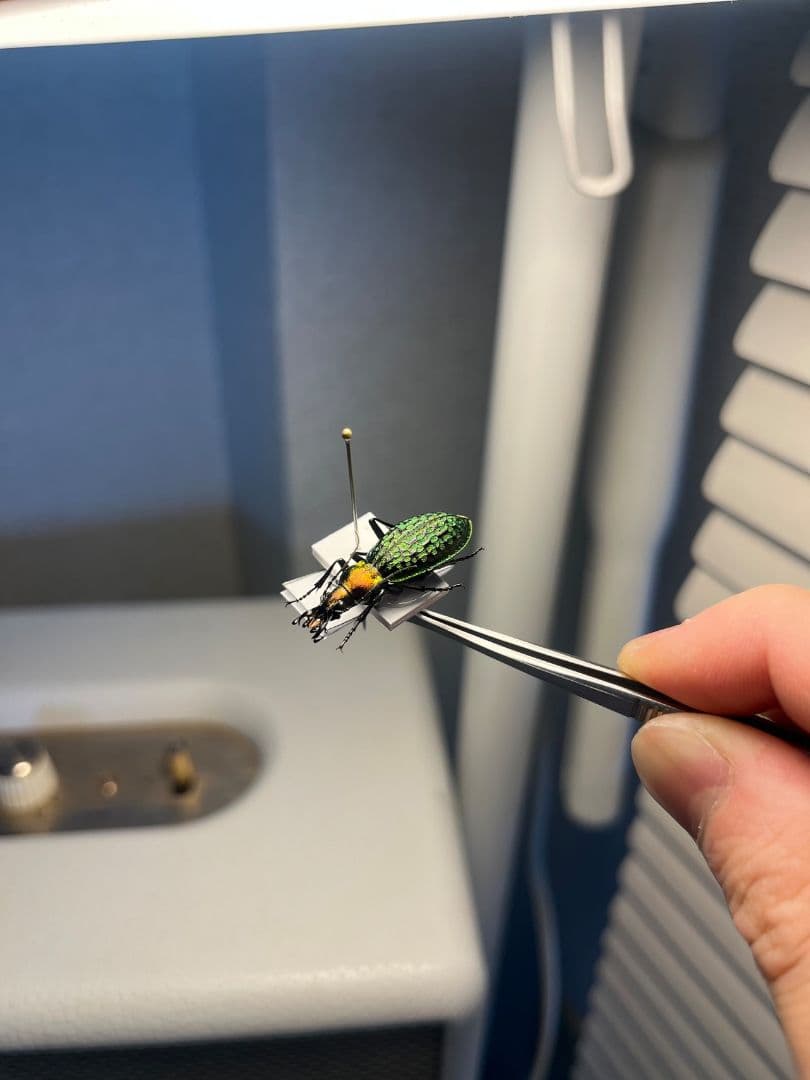 【28mm】シュレンククビナガオサムシ カブリモドキ オサムシ標本 オサムシ