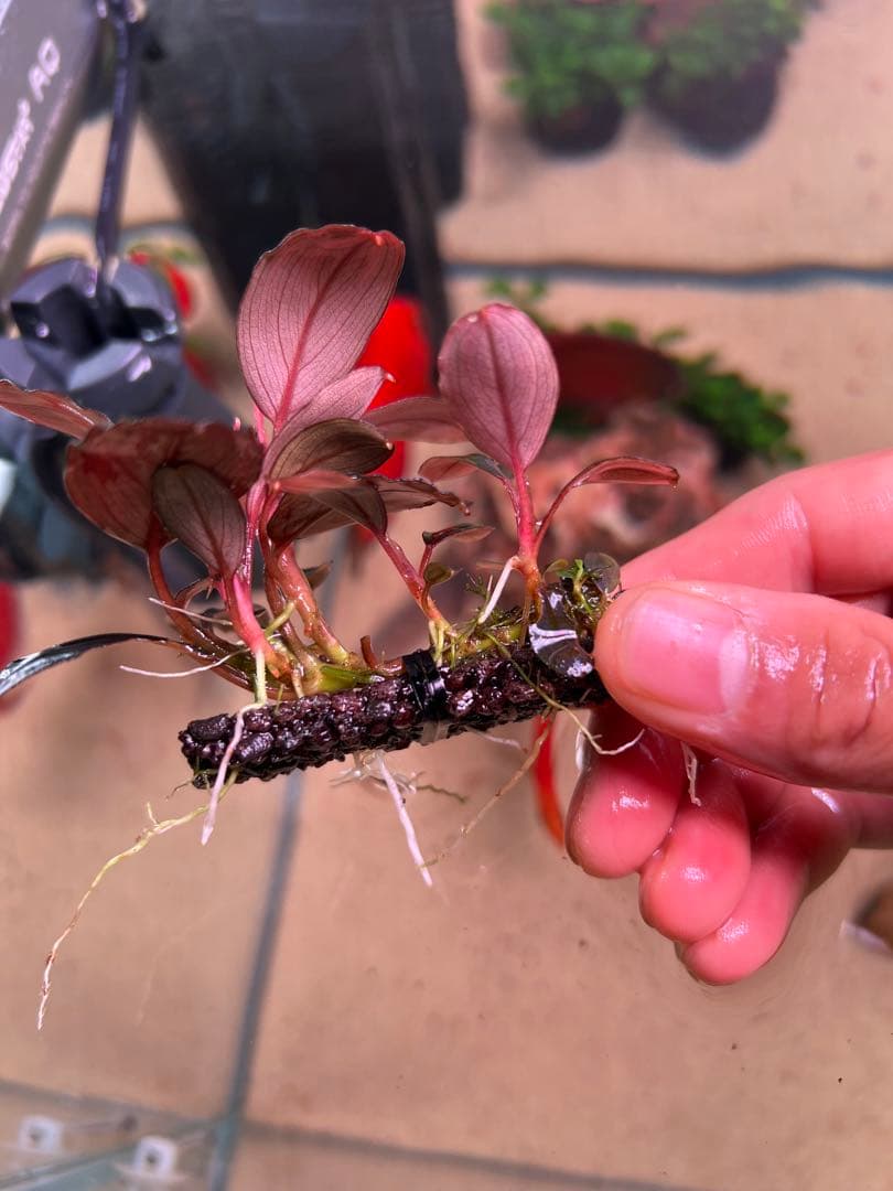 水草 Bucephalandra sp. Moonlight