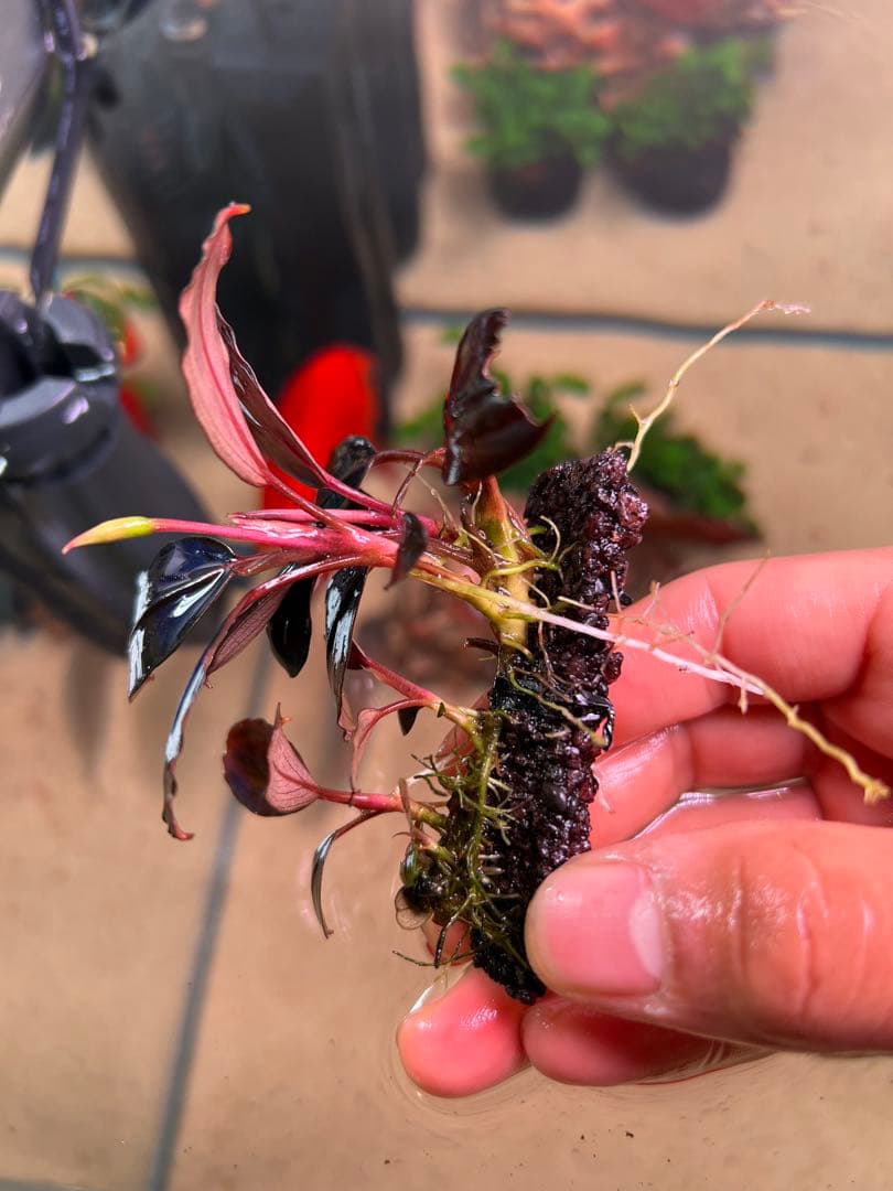 水草 Bucephalandra sp. Moonlight