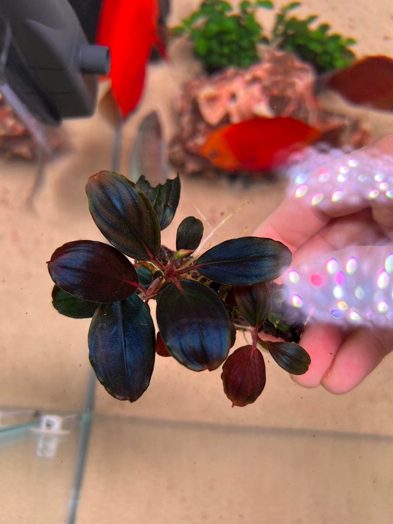 水草 Bucephalandra sp. Moonlight