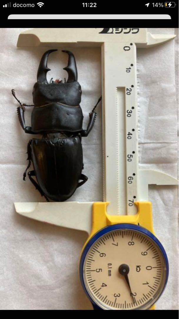 野外採集品山口県産ヒラタ　約71.5mm 未展足　昆虫標本