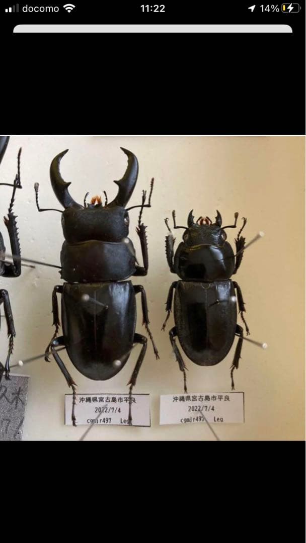 野外採集品山口県産ヒラタ　約71.5mm 未展足　昆虫標本