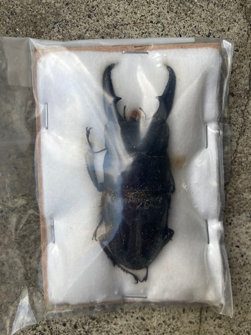 野外採集品山口県産ヒラタ　約71.5mm 未展足　昆虫標本