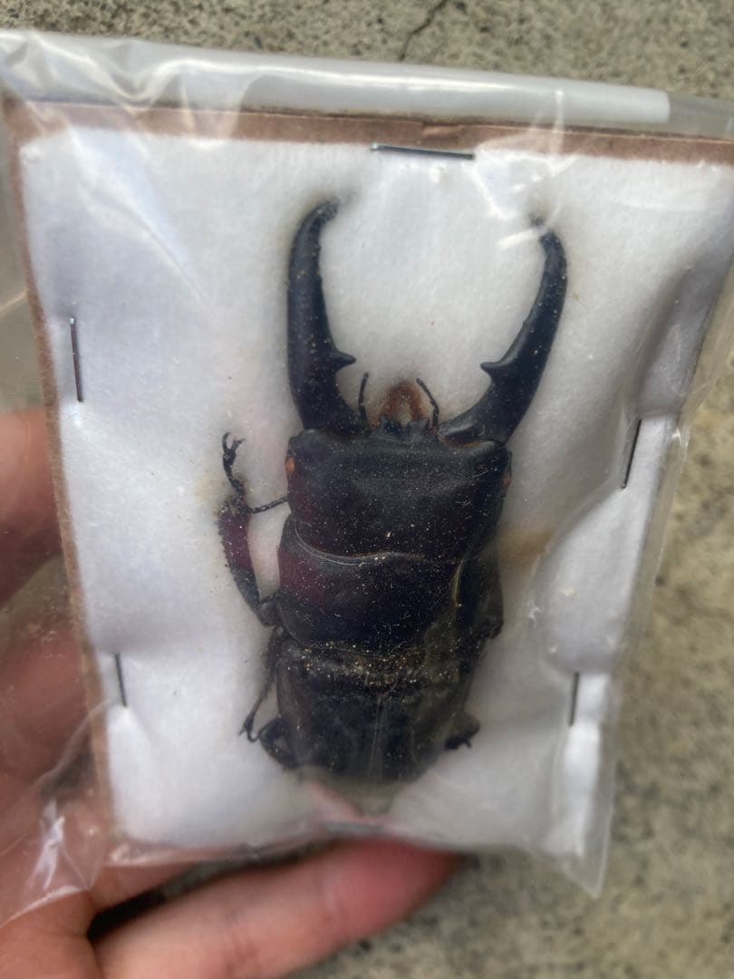 野外採集品山口県産ヒラタ　約71.5mm 未展足　昆虫標本