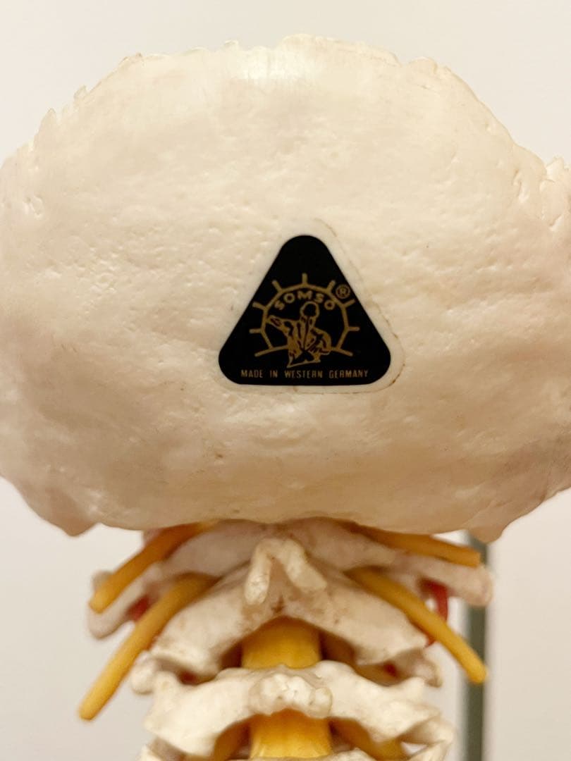 『SOMSO』ドイツ製 ソムソ スタンド付き 脊椎骨格模型　骨格模型