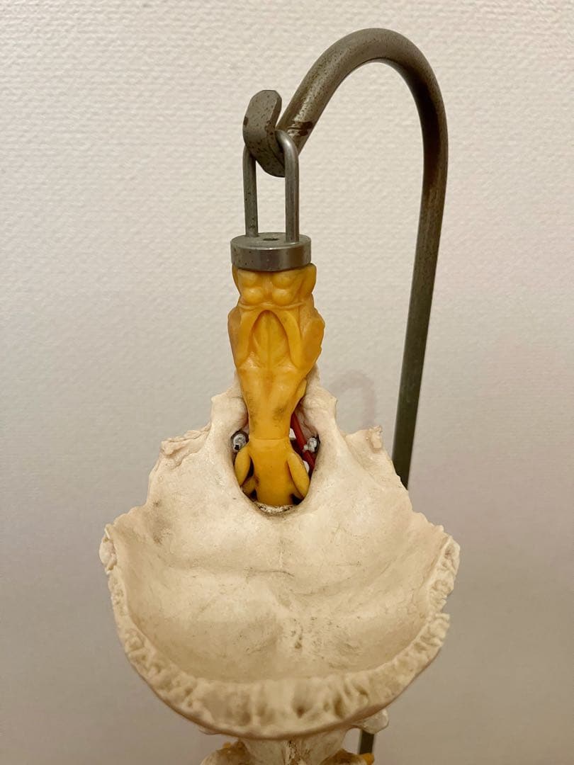 『SOMSO』ドイツ製 ソムソ スタンド付き 脊椎骨格模型　骨格模型