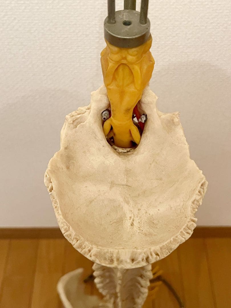 『SOMSO』ドイツ製 ソムソ スタンド付き 脊椎骨格模型　骨格模型